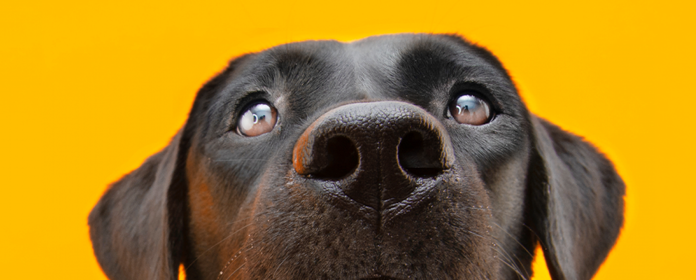 Como deve ser a higiene dos pets durante a pandemia?